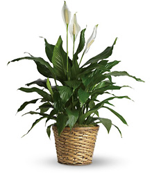 Simply Elegant Spathiphyllum - Medium from Swindler and Sons Florists in Wilmington, OH